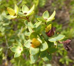 Hypericum myrtifolium image