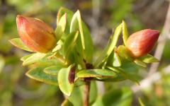 Hypericum myrtifolium