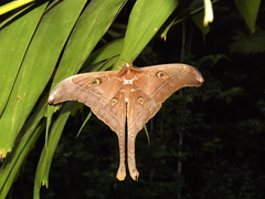 Coscinocera hercules