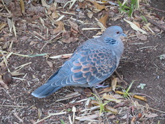 Streptopelia orientalis