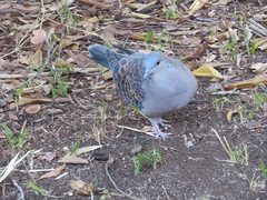 Streptopelia orientalis