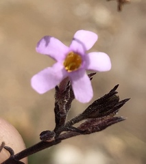 Chaenostoma tenuicaule
