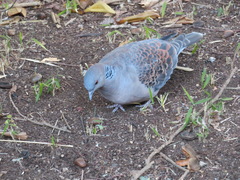 Streptopelia orientalis