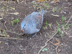 Streptopelia orientalis