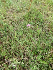 Calopogon tuberosus tuberosus