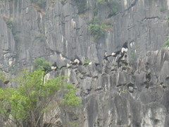 Trachypithecus delacouri