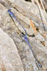 Argia munda