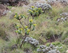 Euryops evansii