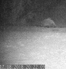 Civettictis civetta australis