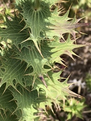 Berkheya cruciata cruciata