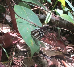 Dynamine postverta