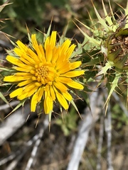 Berkheya cruciata cruciata