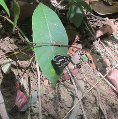 Dynamine postverta