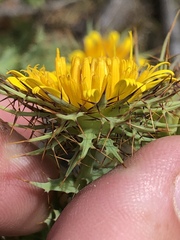 Berkheya cruciata cruciata