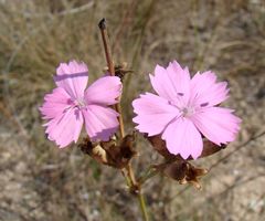 Dianthus polymorphus