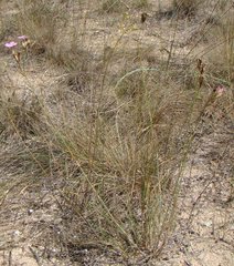 Dianthus polymorphus