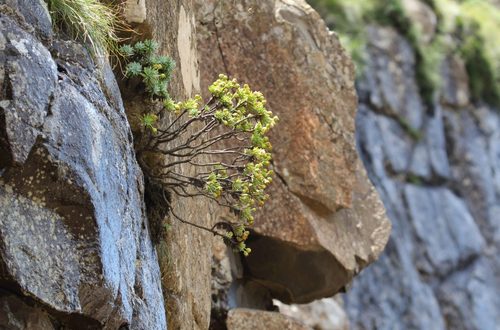 Euryops acraeus, photograph 3