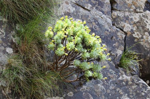 Euryops acraeus, photograph 2