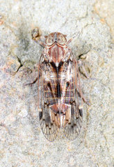Melanoliarus slossonae