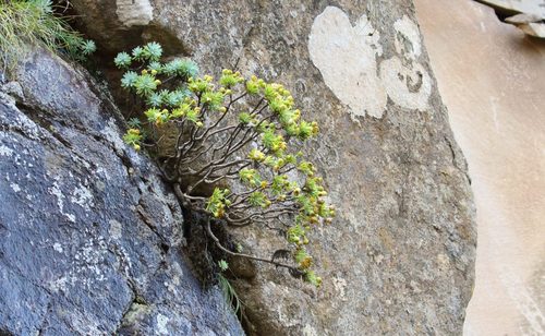 Euryops acraeus, photograph 1