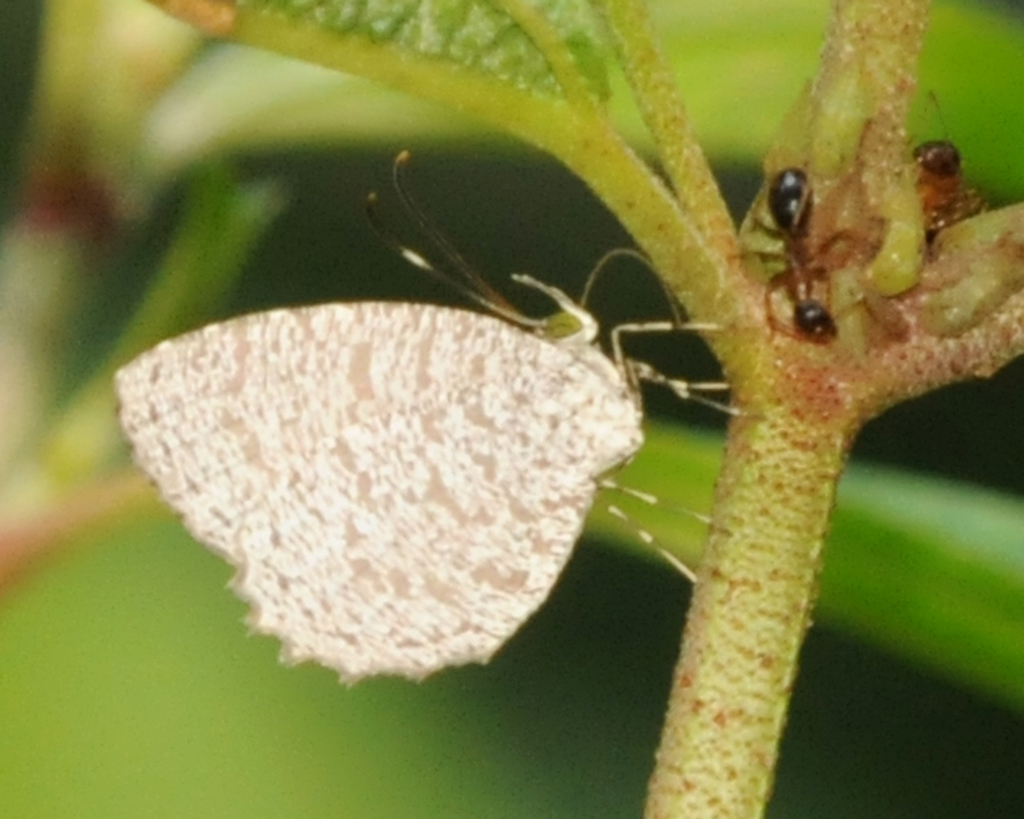 Common Darkie