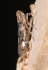 Melanoliarus slossonae