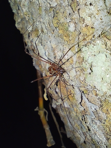 daddy longlegs