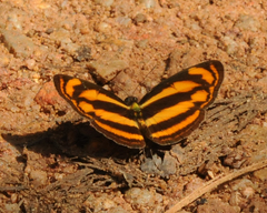 Lasippa tiga siaka
