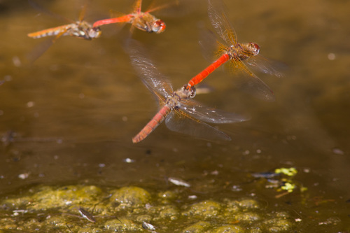 Cardinal Meadowhawk
