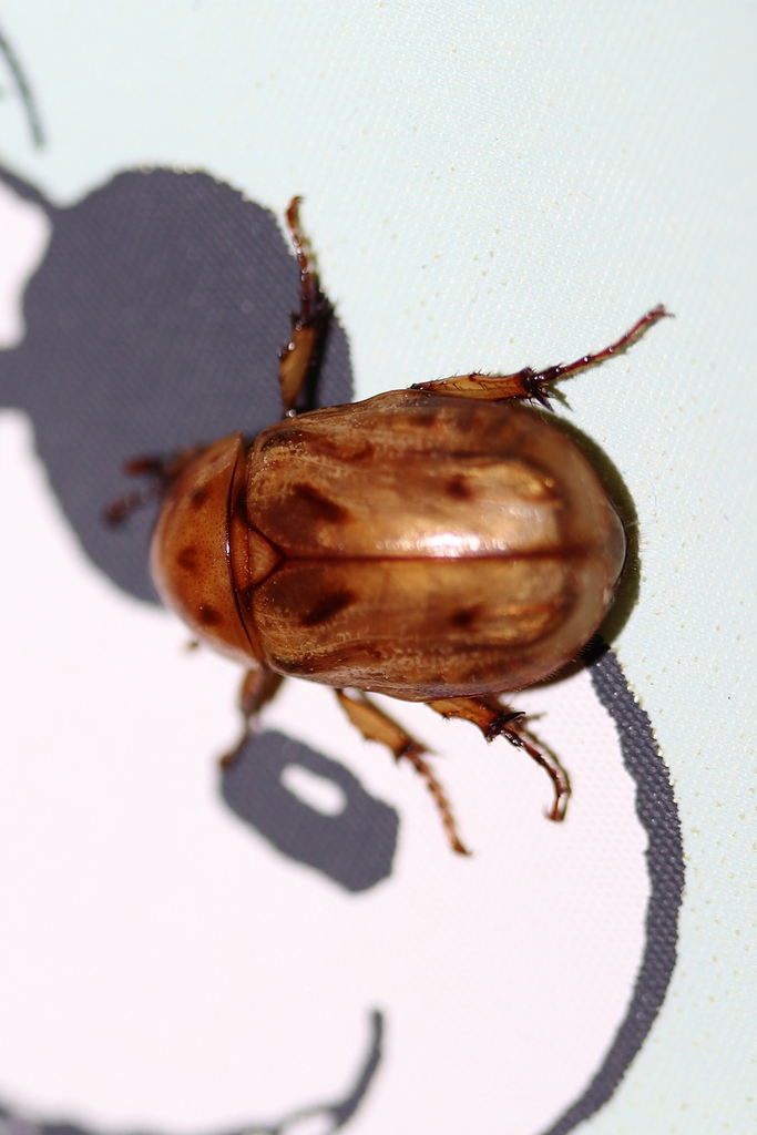 Cyclocephala lunulata from San Salvador, El Salvador casa on August 7 ...