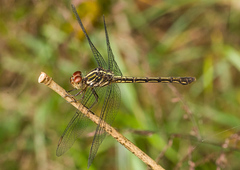Cratilla lineata