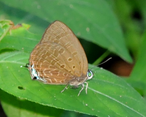 De Nicéville's Oakblue (Arhopala agrata) · iNaturalist