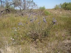 Echinops ritro ruthenicus