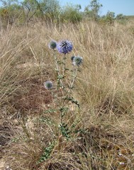 Echinops ritro ruthenicus
