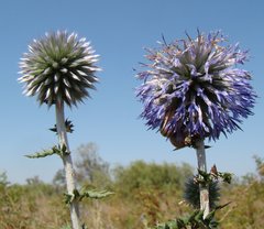 Echinops ritro ruthenicus