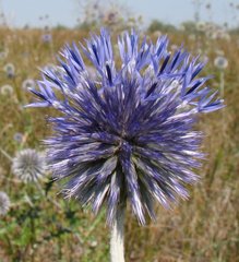 Echinops ritro ruthenicus