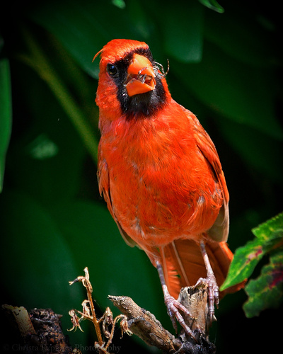 Northern Cardinal photographed in Rhode Island