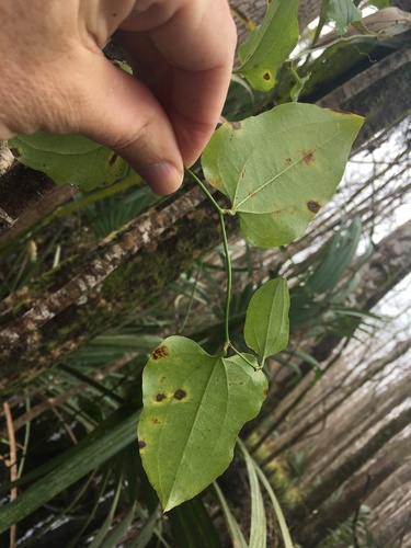 Smilax walteri image
