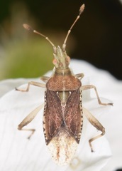 Harmostes fraterculus