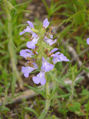 Salvia engelmannii