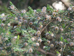 Leptospermum lanigerum