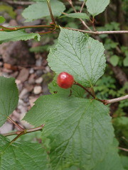 Viburnum edule image