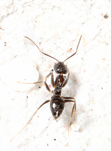Ant
