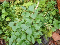 Viburnum edule image