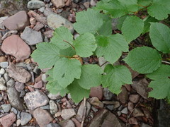 Viburnum edule image