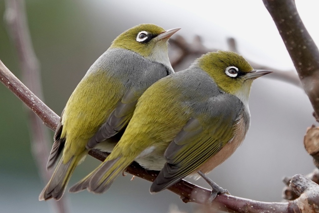 Silvereye (Zosterops lateralis) photo