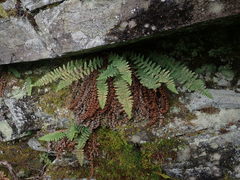 Dryopteris fragrans image
