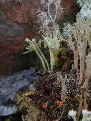 Cladonia deformis