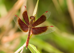 Neurothemis fluctuans