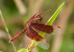 Neurothemis fluctuans